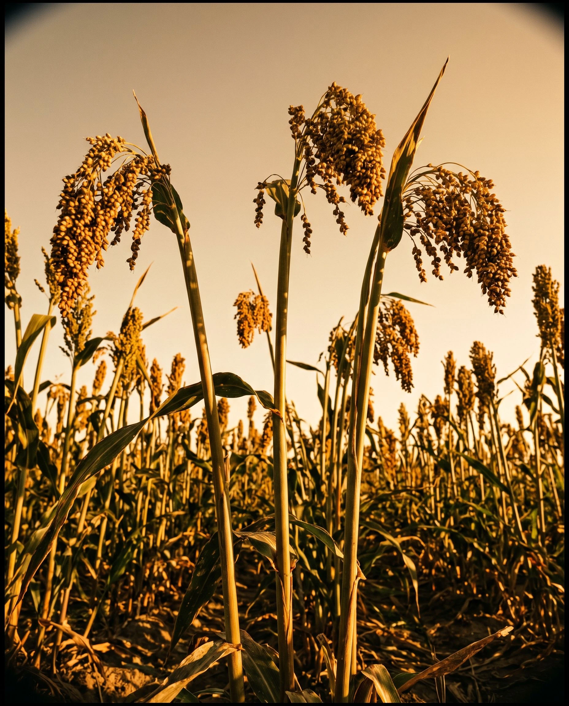 Tall sorghum stalks photographed from below against a warm ochre sky, grain heads catching late sunlight